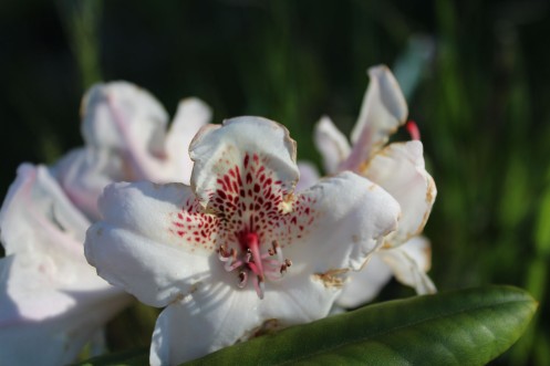rhododendron Simona